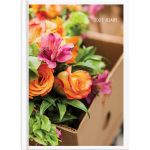 Collins Diary A61 Floral Odd Year Multipack | 61-378315