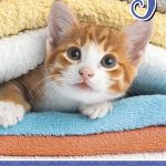 Biscay Diary Kittens 2 Weeks To View Odd Year | 61-378816